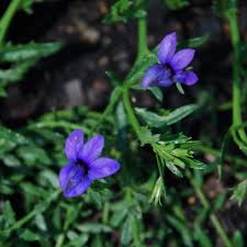 Image result for Monopsis