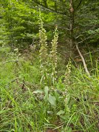 Image result for Epipactis africana