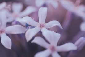 Image result for Pentanisia