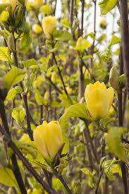 Yellow Bird Magnolia Monrovia Yellow Bird Magnolia Evergreen Shrubs Yellow Magnolia Magnolia Tree Types