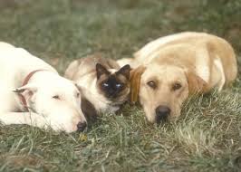There are two homeward bound movies.the first one is called homward bound 1:where they journy through the mountains and number 2 is called homeward bound2:lost in san fransisco where they brake out of. Cats Name In Homeward Bound Movie