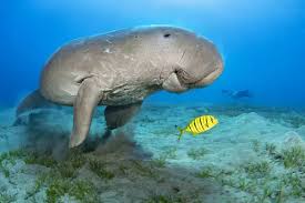 They are sometimes called sea cows as they eat large amounts of sea grass. Dugong Dugong Dugon Male Feeding On A Seagrass Meadow 19920299