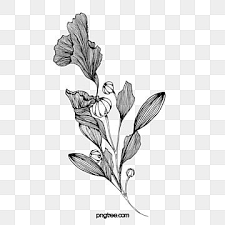 Flower Line Png Images Vector And Psd Files Free Download On Pngtree Flower Line Drawings Plant Drawing Flower Drawing