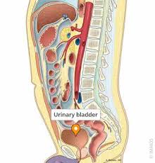 Image result for Bladder Anatomy