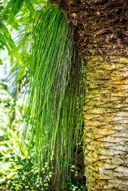 Image result for Vittaria isoetifolia