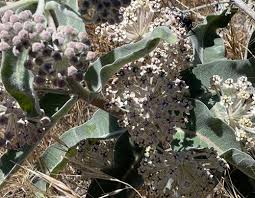 Image result for Polycarpaea eriantha