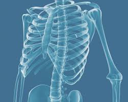 Ribs provide protection, but lung injuries can occur. Fixing Ribs Rib Break Penn State Harrisburg