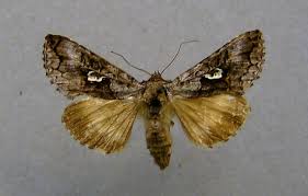 Image result for Syngrapha microgamma