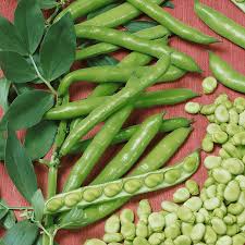 Fava beans are such an ingredient. Broad Windsor Fava Bean Seeds Heirloom Bean Seed
