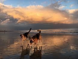 Dog Sunset Beach Love Running Cloud Sunset Photo Clouds