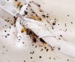 punaises de lit puces societe de deratisation