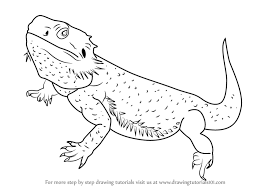 Learn How To Draw A Bearded Dragon Lizards Step By Step Drawing Tutorials An updated version of pidgepudge's (formerly blacklnk's) wonderful dragon builder.
