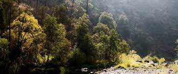 Hites Cove Trail Hiking Trail Midpines California