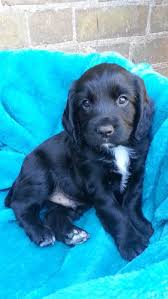 My Working Cocker Spaniel Pup Theo 7 Weeks Old Spaniel Puppies Black Cocker Spaniel Puppies Cute Animals