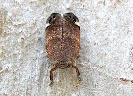 From real monstrosities via ed yong via matthew cobb comes one of the best cases of mimicry i've ever seen. Self Mimicry