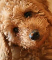 We specialize in f2, f1b and f2b labradoodles. Pin On Moodledoodle