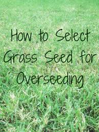Fall Is The Best Time To Overseed Your Lawn Whether For Winter Greenery Or For Repair And Replacement Of Patchy Damaged Overseeding Overseeding Lawn Fall Lawn