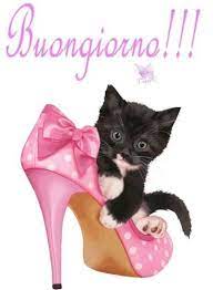 Immagini Buongiorno Da Scaricare Gratis Immaginibuongiorno Biz Immagini Illustrazioni Di Gatto Foto Di Bambini Piccoli Divertenti