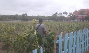 Bunga matahari sangat populer karena kecantikannya dan mereka mudah untuk tumbuh. Baru Tahap Awal Taman Bunga Matahari Sudah Gagal Dan Tumbuh Tak Maksimal Teropong Publik