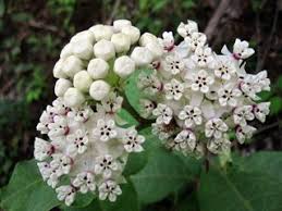 Must Keep This Plant In Mind For My New House It Likes Dappled Sun And It S Native To Ga Perfect Asclepias Variegata Redr Plants Bees Plants Native Plants