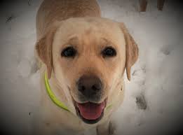 Lost Yellow Lab in Princeton Area