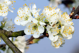 Beispiele in diesem jahr blühen die obstbäume reich (die obstbäume haben viele blüten) überall blüht und grünt es Natur Tipps Fur April Fruhling In Vollen Zugen Nabu Fruhling Natur Erleben Obstgarten