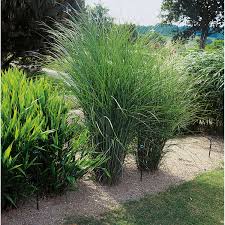 Breite x höhe 43 x 90 cm. Garten Chinaschilf Gracillimus Container Ca 3 L Miscanthus Kaufen Bei Obi