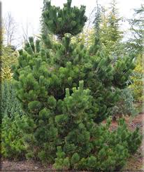 Check spelling or type a new query. Pinus Thunbergii Thunderhead Conifers