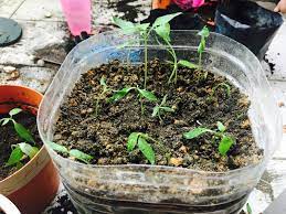 Sebaiknya jangan gunakan tanah di halaman rumah anda kerana kebiasaannya tanah tersebut tidak subur. Tips Dan Cara Tanam Anak Pokok Cili Merah Yang Subur Blog Cik Matahariku