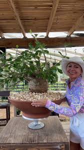 Image result for Pachypodium saundersii