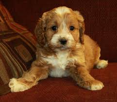 All prices have sales tax already included. Cockapoo Puppies For Sale Asiapets In