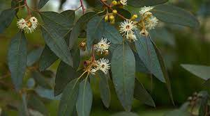 There are 1035 gum tree plant for sale on etsy, and they cost $12.34 on average. How To Grow Eucalyptus Trees Gardening Channel