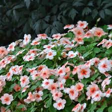 Image result for Impatiens salpinx