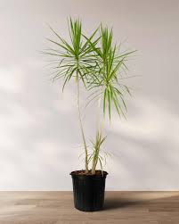 Image result for Dracaena laxissima