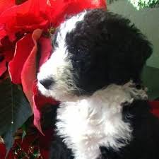 Place a free ad today! Standard F1b Labradoodle Puppies Now Accepting Deposits For Sale In Bryan Ohio Classified Hoodbiz Org