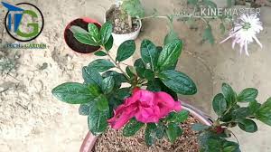 Image nutsedge killer damages many popular landscape plants such as viburnum, pieris, azalea, birch, abelia, ligustrum, and many hollies through root and foliar contact. How To Plant Azalea Azalea Care In Hindi Urdu Youtube