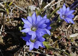 Image result for Gentianaceae