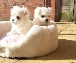 Advice from breed experts to make a safe choice. Maltese Puppies Mums In Bahrain