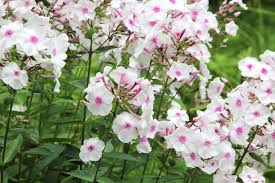 Maybe you would like to learn more about one of these? Phlox Schneiden Tutorial Mit Illustrierten Anleitungen