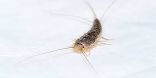 Check spelling or type a new query. Common House Bugs And Pests Top 10