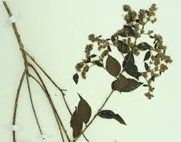 Image result for Uvaria acuminata