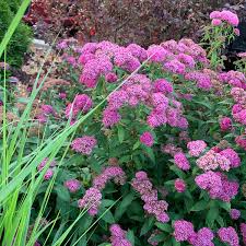 Image result for Spiraea japonica ´Little Princess