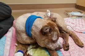 Please click the link for more information about our updated policies and procedures. Family Saying Goodbye To Dog Set On Fire Deseret News