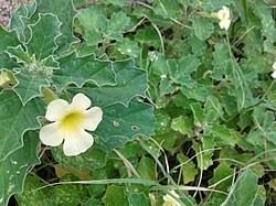 Image result for Pedalium murex