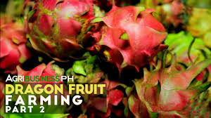 $16 (moreno valley) pic hide this posting restore restore this posting. How To Establish Dragon Fruit Farm Dragon Fruit Farming Part 2 Agriculture Youtube