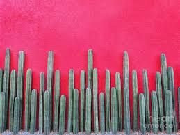 The cost of materials, installation, and maintenance can be costly if you go with the wrong company. Cactus Fence Photograph By Diana Rajala