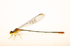 Image result for Inhambanella