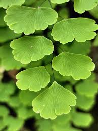 Image result for Adiantum poiretii