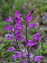 Image result for Habenaria elliotii