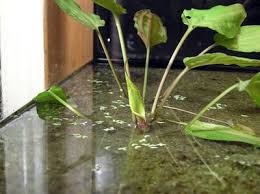 Image result for Bothriocline quercifolia